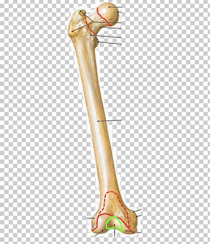 Lateral Epicondyle Of The Femur Medial Epicondyle Of The Femur Anatomy Medial Condyle Of Femur PNG, Clipart, Anatomy, Arm, Bone, Elbow, Epicondyle Free PNG Download