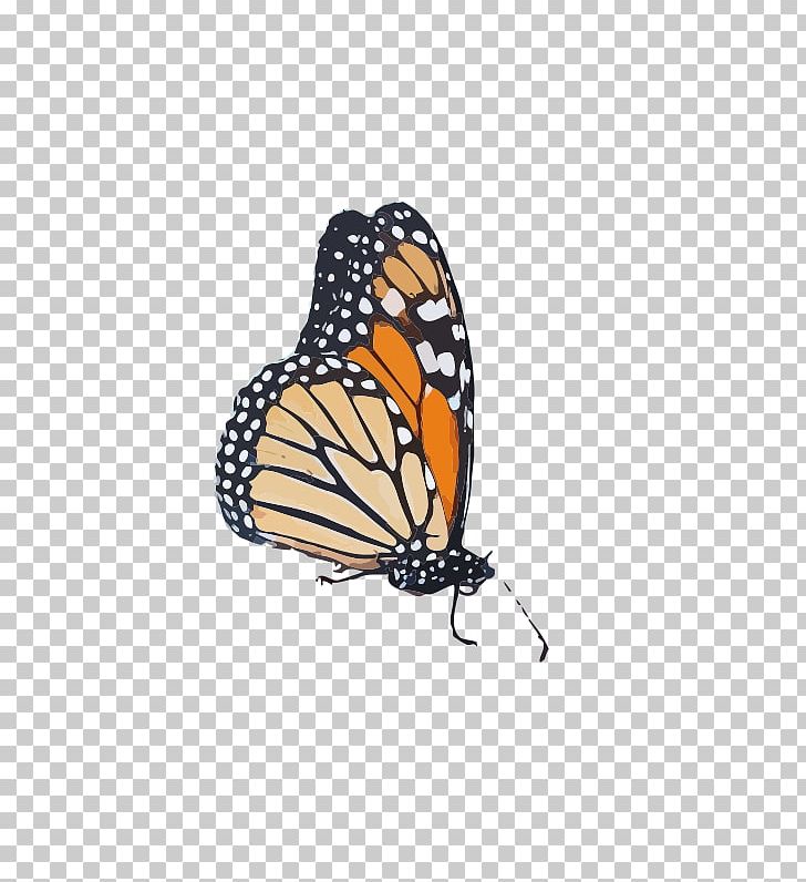 Monarch Butterfly Pieridae Butterflies Queen PNG, Clipart, Arthropod, Brush Footed Butterfly, Butterflies, Butterflies And Moths, Butterfly Free PNG Download