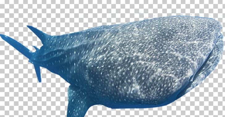 Whale Shark Dolphin Porpoise Cetacea PNG, Clipart, Animal Figure, Blue Shark, Cartilaginous Fish, Cetacea, Dolphin Free PNG Download