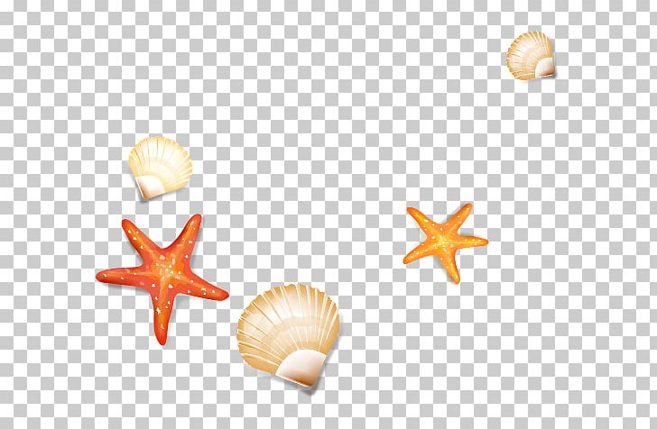 Starfish Seashell Cockle PNG, Clipart, Animals, Body Jewelry, Cockle, Conchology, Download Free PNG Download