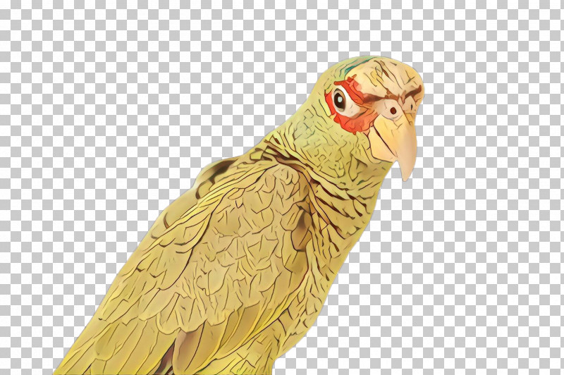 Bird Parrot Beak Parakeet Budgie PNG, Clipart, Beak, Bird, Budgie, Parakeet, Parrot Free PNG Download