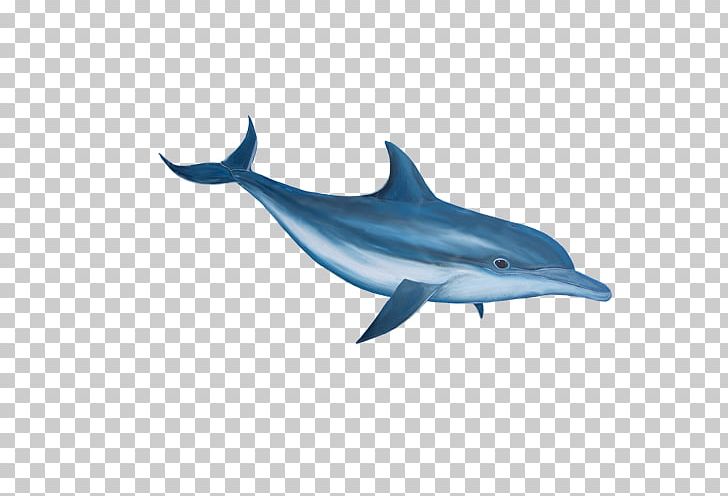 Bottlenose Dolphin PNG, Clipart, Animals, Cute Dolphin, Dolphine, Dolphins, Encapsulated Postscript Free PNG Download