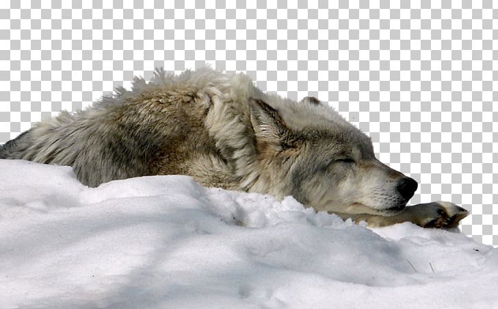 Dog Arctic Wolf Snow Display Resolution PNG, Clipart, 1080p, Animal, Animals, Aspect Ratio, Bed Free PNG Download