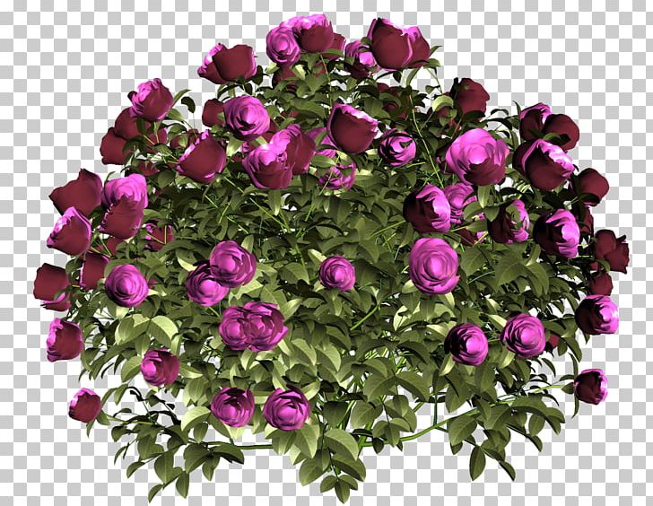 Garden Roses Cut Flowers Flower Bouquet PNG, Clipart, Annual Plant, Cigarette, Cut Flowers, Female, Floral Free PNG Download