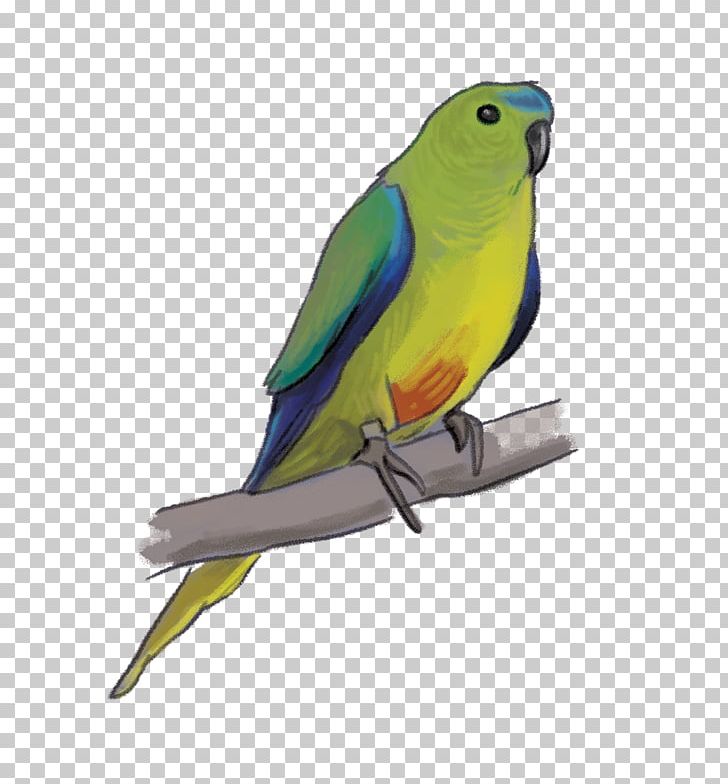 Lovebird Parrot Rachel Tribout Illustration Parakeet PNG, Clipart, Animals, Beak, Bird, Common Pet Parakeet, Feather Free PNG Download