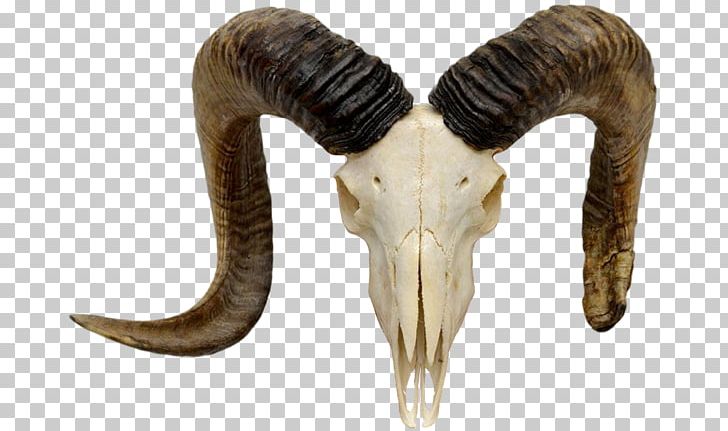 Mountain Goat Sheep Alpine Ibex Skull PNG, Clipart, Ahuntz, Alpine Ibex, Anatomy, Bighorn Sheep, Bone Free PNG Download