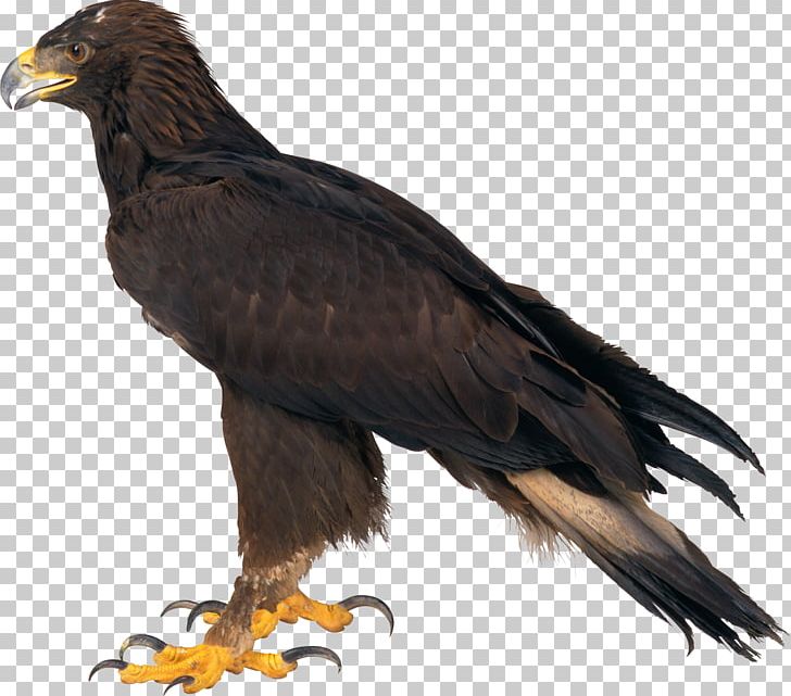 Bald Eagle PNG, Clipart, Accipitriformes, Animals, Bald Eagle, Beak, Bird Free PNG Download