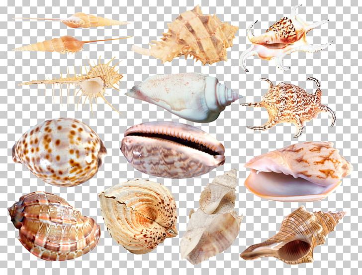 Cockle Seashell Conchology Veneroida Sea Snail PNG, Clipart, Animals, Animal Source Foods, Clam, Clams Oysters Mussels And Scallops, Cockle Free PNG Download