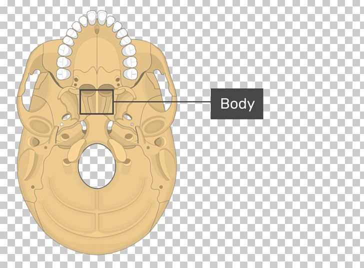 Pterygoid Processes Of The Sphenoid Sphenoid Bone Medial Pterygoid Muscle Lateral Pterygoid Muscle PNG, Clipart, Anatomy, Bone, Fantasy, Greater Wing Of Sphenoid Bone, Lateral Pterygoid Muscle Free PNG Download