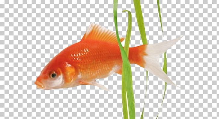 Goldfish Feeder Fish Freshwater Aquarium Fin Png Clipart