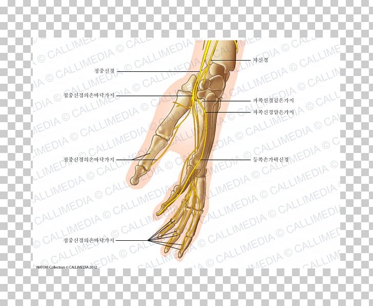 Finger Human Anatomy Nerve Grasses Hand PNG, Clipart, Anatomy, Arm, Ear, Finger, Grasses Free PNG Download