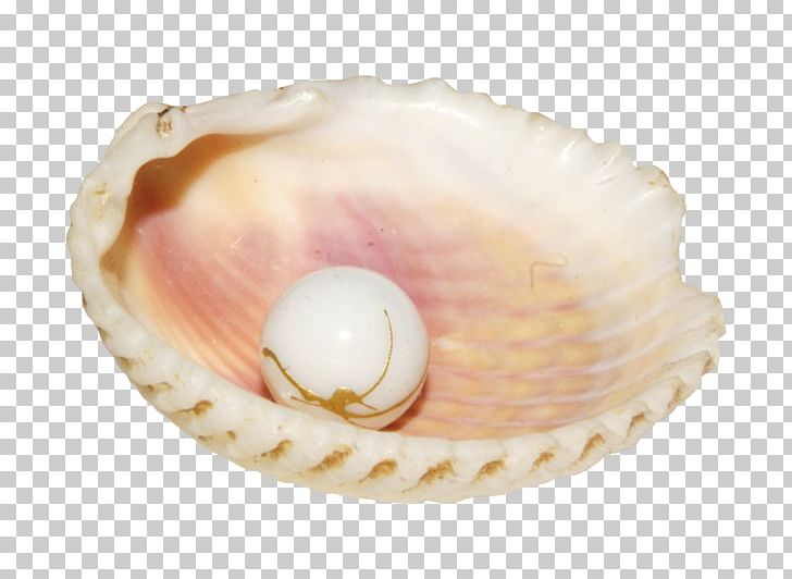 Pearl Conch Seashell PNG, Clipart, Adobe Illustrator, Baltic Clam, Clam, Clams Oysters Mussels And Scallops, Cockle Free PNG Download