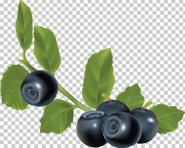 Blueberry PNG, Clipart, Aristotelia Chilensis, Berry, Bilberry, Blackberry, Blueberry Free PNG Download