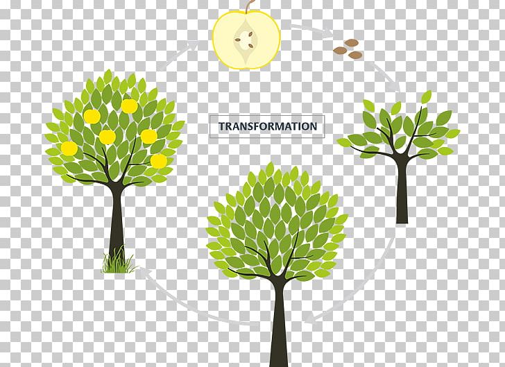 Branch Fruit Tree Flowering Plant PNG, Clipart, Art, Branch, Flora, Flower, Flowering Plant Free PNG Download