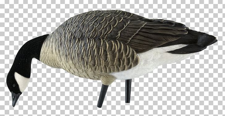 Canada Goose Mallard Decoy PNG, Clipart, Animal Figure, Animals, Avian, Bass Pro Shops, Beak Free PNG Download
