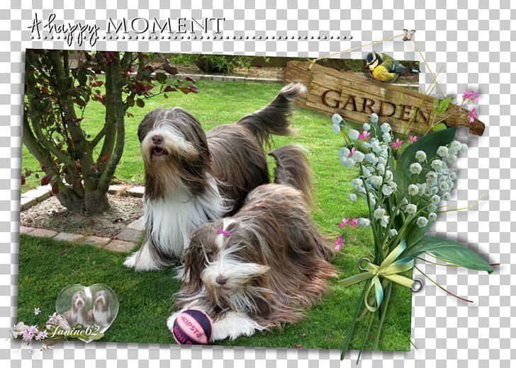 Dog Breed Bearded Collie Shih Tzu Rough Collie PNG, Clipart, Bearded Collie, Breed, Carnivoran, Crossbreed, Dog Free PNG Download