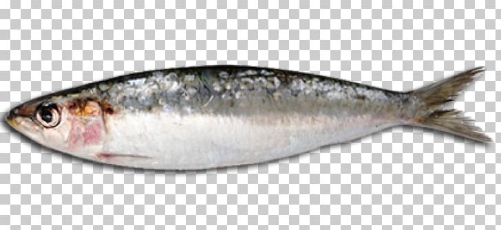 Sardine Fish Steak Fish Oil Oily Fish PNG, Clipart, Anchovy, Animals, Animal Source Foods, Basa, Bonito Free PNG Download