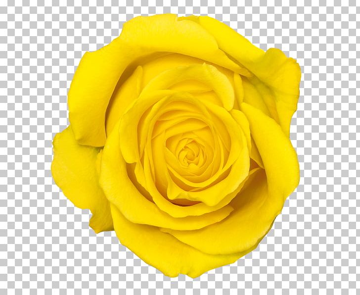Yellow Rose Flower PNG, Clipart, Color, Cut Flowers, Display Resolution, Floribunda, Flower Free PNG Download