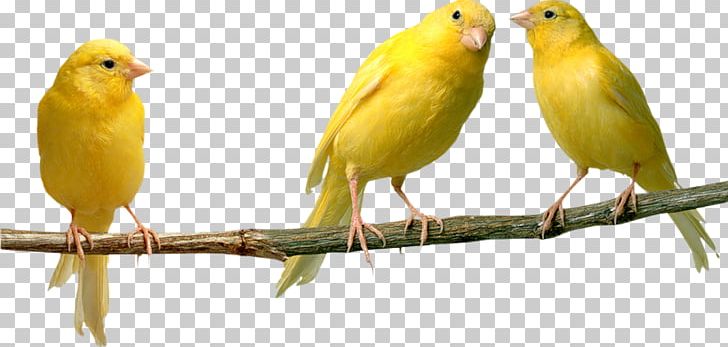 Domestic Canary Bird Parrot Yellow Canary Finches PNG, Clipart, Animal, Animals, Atlantic Canary, Beak, Bird Free PNG Download