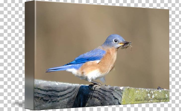 Finches Cobalt Blue Beak Feather PNG, Clipart, Beak, Bird, Blue, Bluebird, Cobalt Free PNG Download
