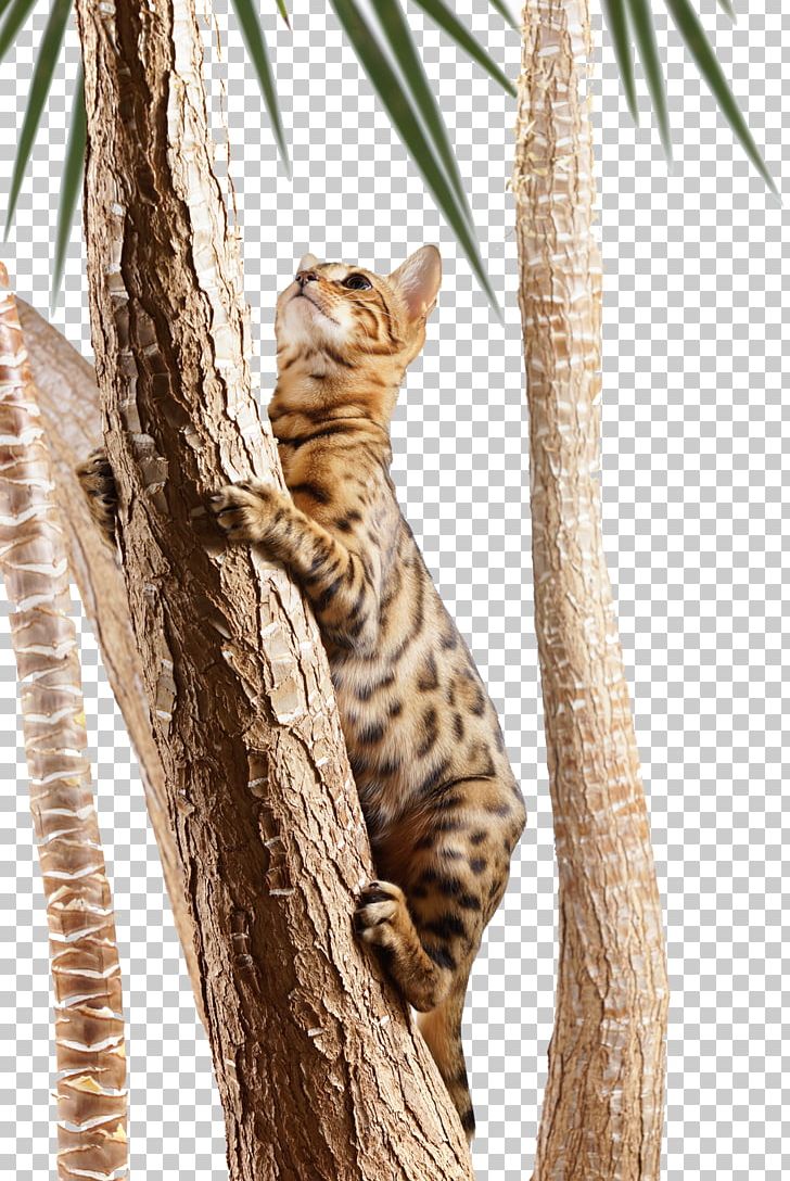 Bengal Cat Turkish Angora Kitten Tree Climbing PNG, Clipart, Animal, Animals, Beach, Big Cats, Branch Free PNG Download