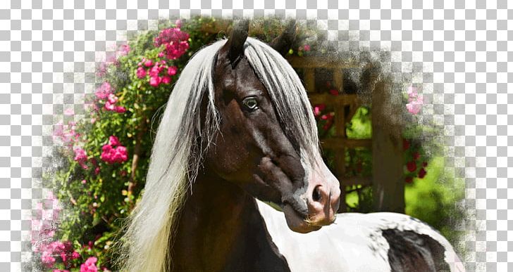 Gypsy Horse Stallion Mane Thoroughbred Mare PNG, Clipart, Bridle, Buckskin, Draft Horse, Gelding, Gypsy Horse Free PNG Download