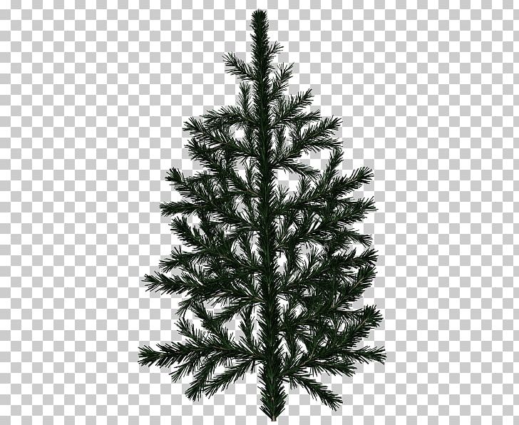 Pine Tree Branch White Spruce Fir PNG, Clipart, Branch, Christmas Decoration, Christmas Ornament, Christmas Tree, Conifer Free PNG Download