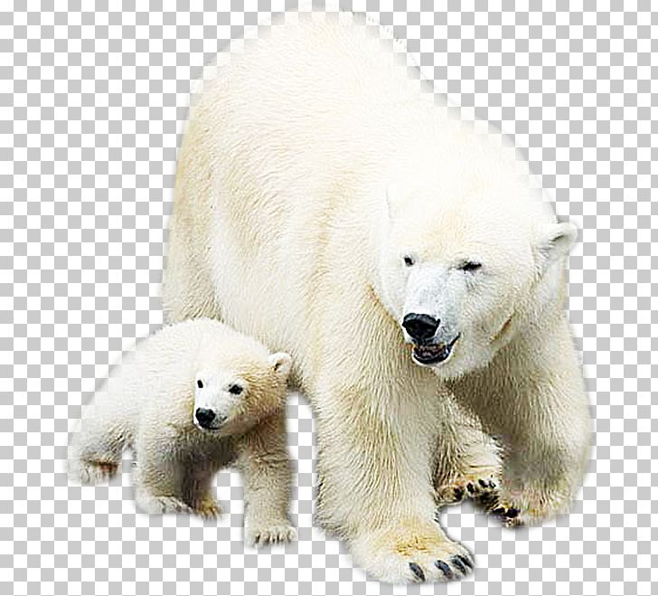 Polar Bear PNG, Clipart, 3d Animation, Animal, Animals, Anime Character,  Anime Girl Free PNG Download