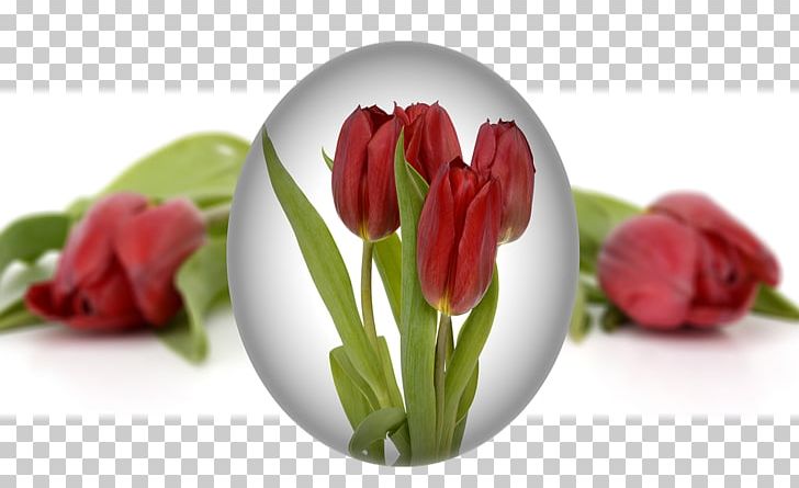 Easter Bunny Easter Egg PNG, Clipart, Bud, Cut Flowers, Easter, Easter Bunny, Easter Egg Free PNG Download