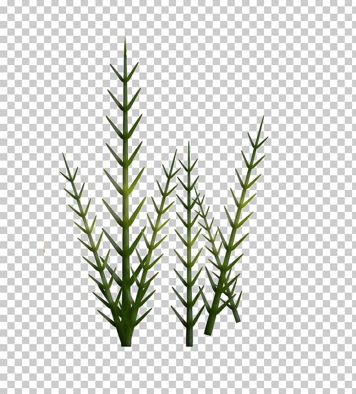 Fir Spruce Equisetum Grasses Herb PNG, Clipart, Commodity, Equisetum, Evergreen, Family, Fir Free PNG Download