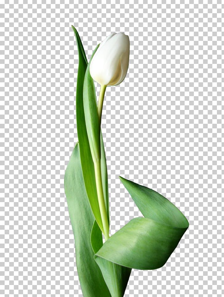 Flowering Plant Cut Flowers Tulip Alismatales PNG, Clipart, Alismatales, Arum, Arum Lilies, Cut Flowers, Flower Free PNG Download