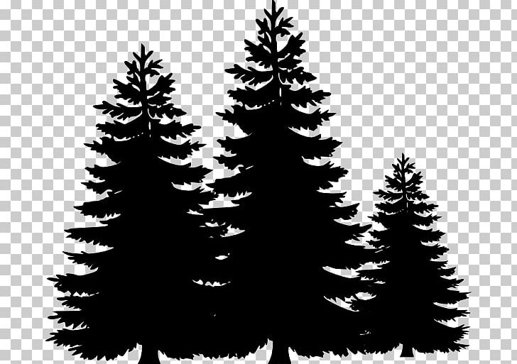 Spruce Fir Christmas Tree Christmas Ornament Evergreen PNG, Clipart, Black And White, Branch, Branching, Christmas, Christmas Decoration Free PNG Download