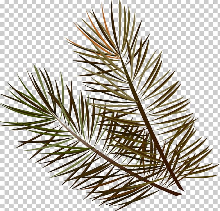 Spruce Twig Grasses Leaf Family PNG, Clipart, Branch, Branches, Conifer, Family, Fir Free PNG Download