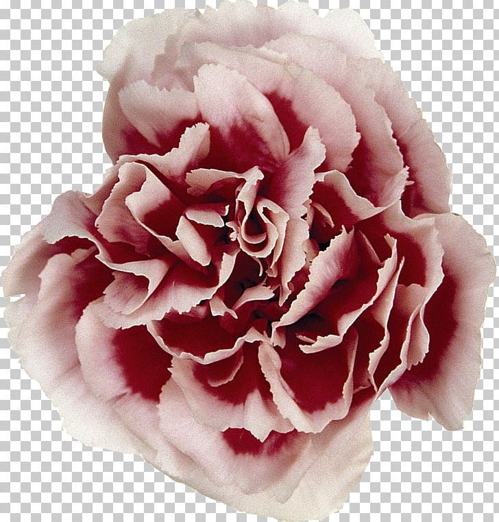 Carnation Flower Syzygium Aromaticum Rose PNG, Clipart, Carnation, Cut Flowers, Floribunda, Flower, Flowering Plant Free PNG Download