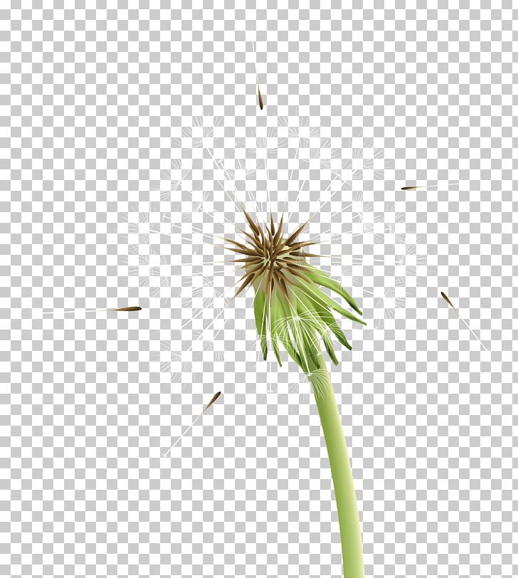 Dandelion PNG, Clipart, 2018, Art, Blog, Cari, Dandelion Free PNG Download