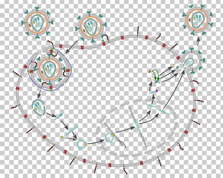 Epidemiology Of HIV/AIDS Virus Infection PNG, Clipart, Aids, Angle, Area, Biological Life Cycle, Circle Free PNG Download