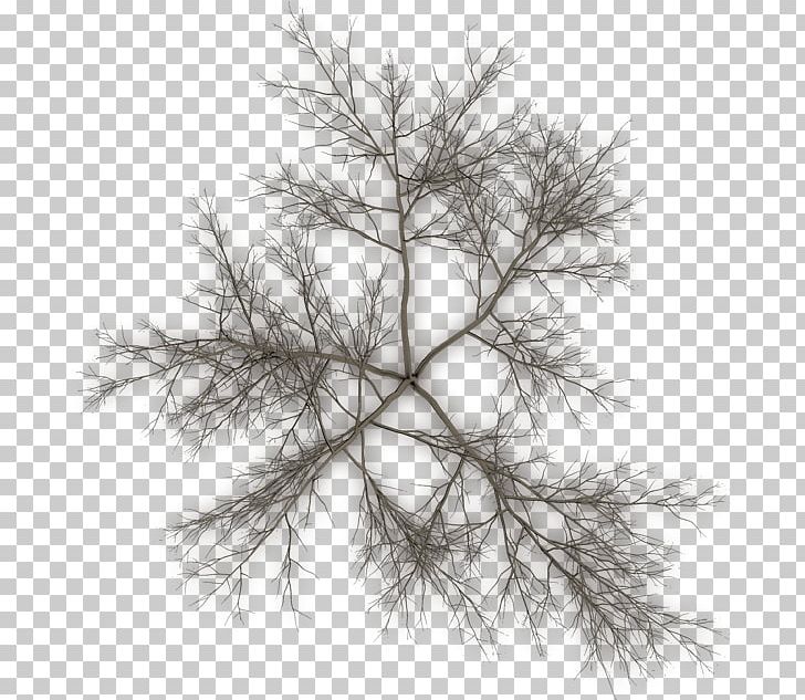 Fir Pine Tree Twig PNG, Clipart, Arecaceae, Black And White, Branch, Cedar, Conifer Free PNG Download