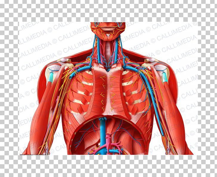 Thorax Human Anatomy - Anatomy Drawing Diagram