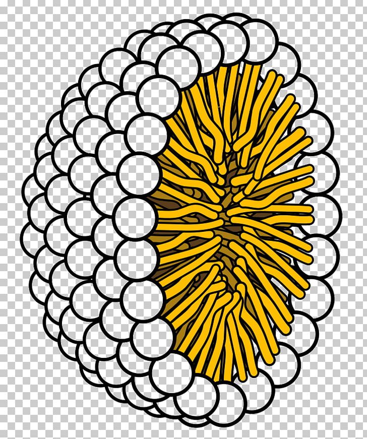 Micelle Lipid Bilayer Liposome Phospholipid Hydrophobic Effect PNG, Clipart, Black And White, Cell Membrane, Chemical Polarity, Circl, Flower Free PNG Download