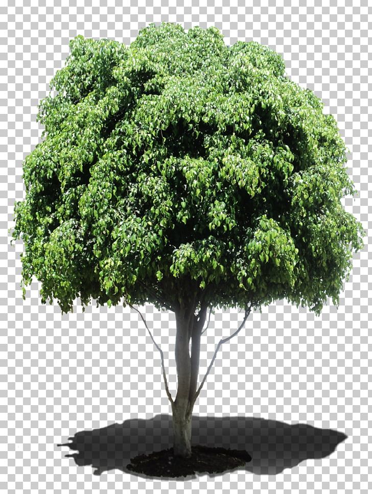 Tree Houseplant Weeping Fig Shrub PNG, Clipart, Arboles, Bonsai, Computer Icons, Evergreen, Ficus Altissima Free PNG Download