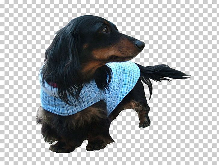 Dog Breed Boykin Spaniel Dachshund Puppy Companion Dog PNG, Clipart, Boykin Spaniel, Breed, Carnivoran, Clothing, Companion Dog Free PNG Download