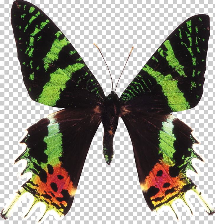 Monarch Butterfly Chrysiridia Rhipheus Moth Papilio Blumei PNG, Clipart, Arthropod, Brush Footed Butterfly, Buterfly, Butterflies And Moths, Butterfly Free PNG Download