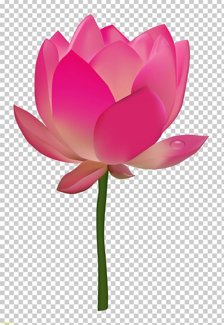 Nelumbo Nucifera Nymphaea Lotus Flower Lilium PNG, Clipart, Aquatic Plant, Arumlily, Cut Flowers, Desktop Wallpaper, Egyptian Lotus Free PNG Download