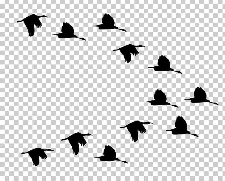 Duck Mallard Bird American Pekin Flight PNG, Clipart, American Pekin, Animal, Animal Migration, Animals, Beak Free PNG Download