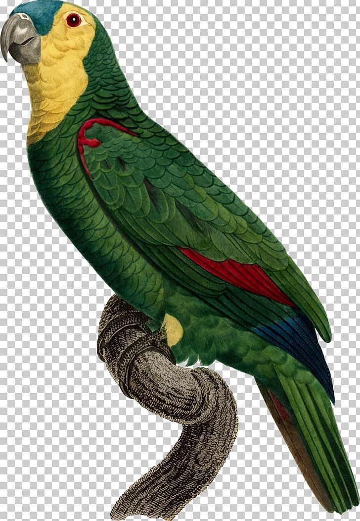 Parrot Bird Macaw Perroquet PNG, Clipart, Animals, Art, Beak, Bird, Common Pet Parakeet Free PNG Download