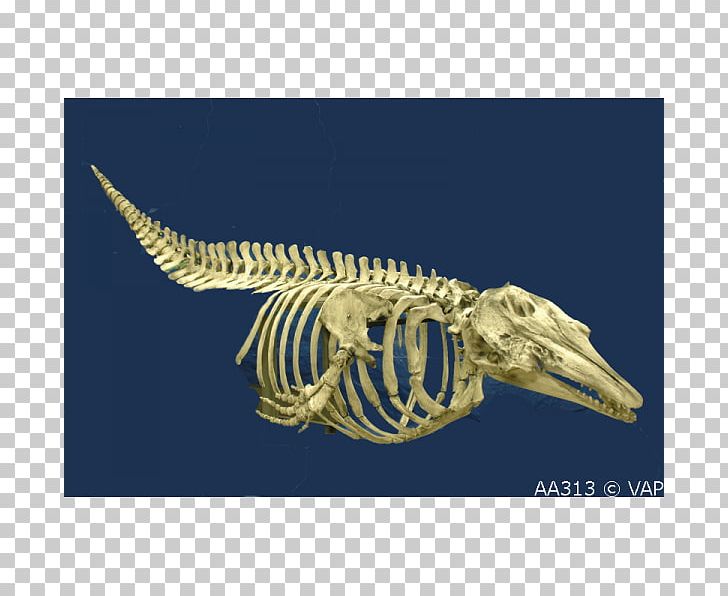 Beluga Whale Skeleton Cetaceans Blue Whale Bone PNG, Clipart, Arctic, Beluga, Beluga Whale, Blue Whale, Bone Free PNG Download