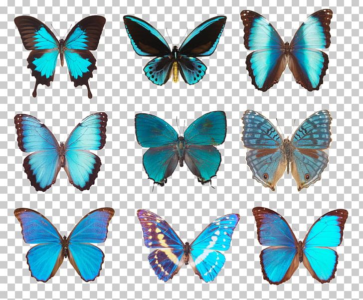 Butterfly Photography PNG, Clipart, Animal, Birdwing, Brush Footed Butterfly, Butterflies And Moths, Butterfly Free PNG Download