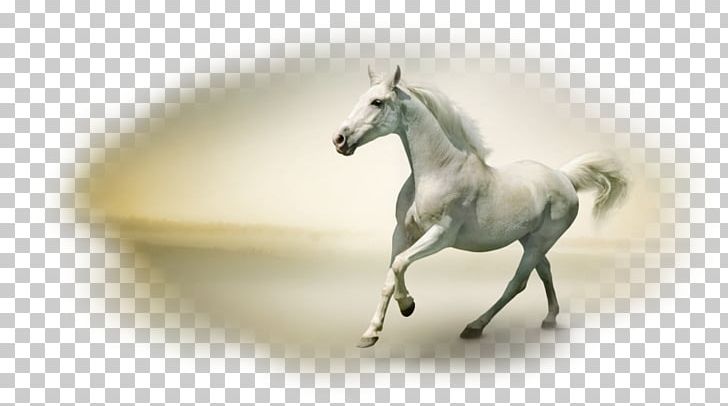 Horse Desktop Stock Photography PNG, Clipart, Animals, Desktop Wallpaper, Download, Highdefinition Television, Horse Free PNG Download