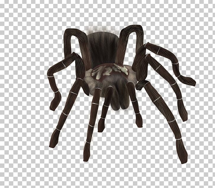 Tarantula Spider PNG, Clipart, Animal, Arachnid, Arthropod, Directory, Guacamaya Free PNG Download