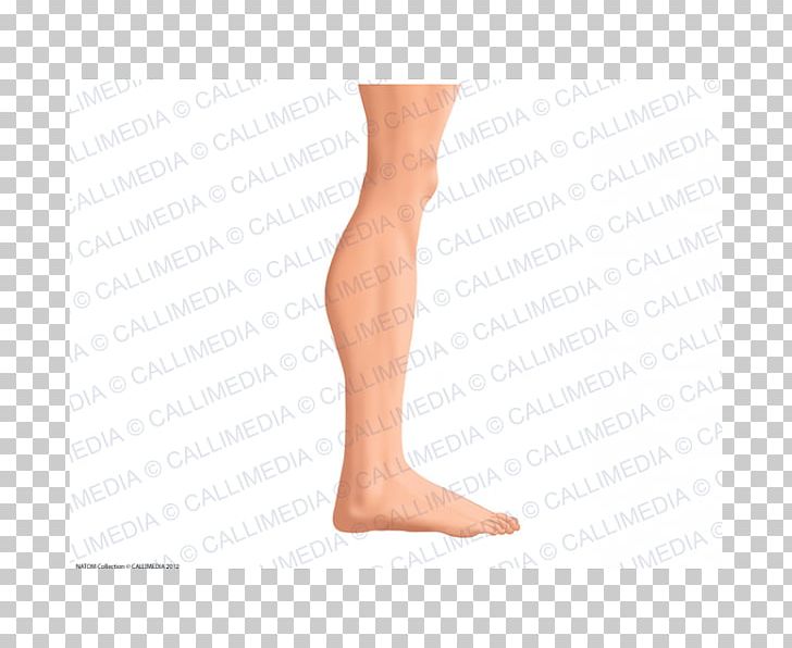 Thigh Calf Knee Ankle Hip PNG, Clipart, Abdomen, Ankle, Arm, Calf, Foot Free PNG Download